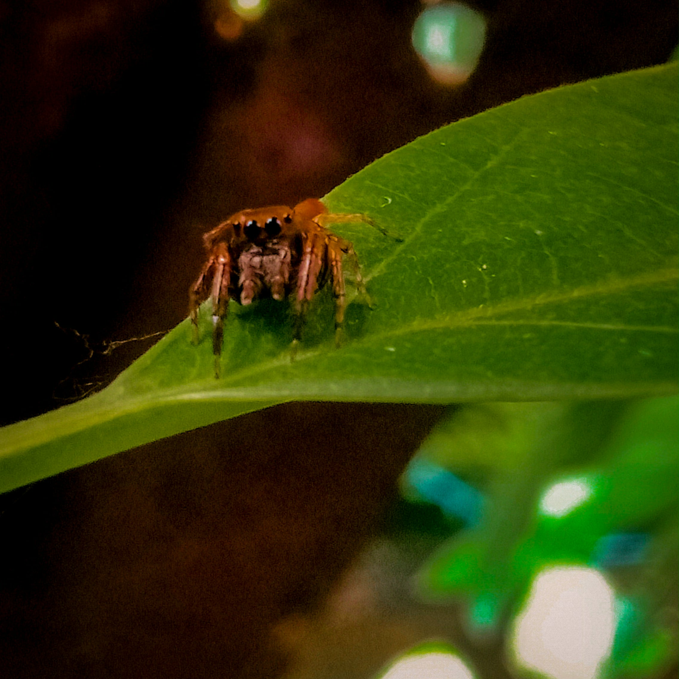 Nature photo 3